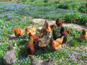 Summerdale Farms, Inc.