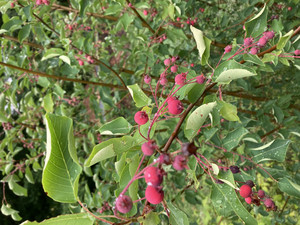 R&J Blueberries & Grapes  pick your own
