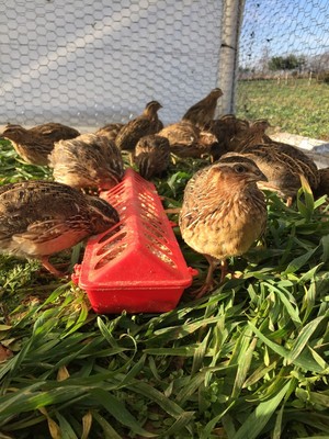 Feisty Acres