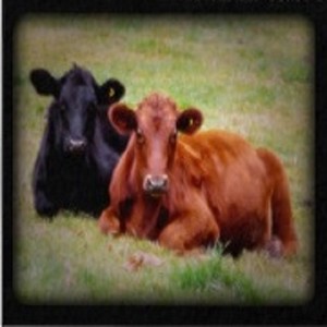 Espinosa Cattle Company