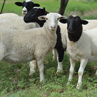 Central Texas Farmers Co-op