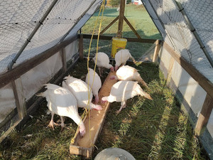 Windy Meadow Farm