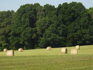 Cohen Farm