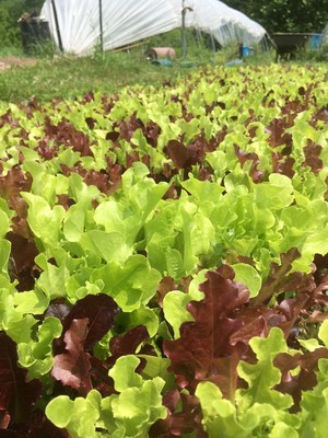 Kimball's Farm