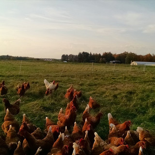 Food Farm
