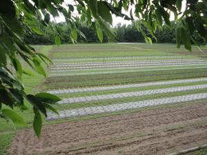 McDougal's Farm LLC