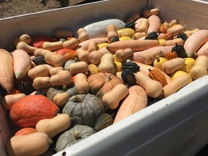 The Grateful Farm