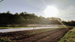 Street Fare Farm