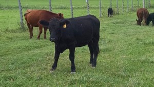 Purgatory Cattle