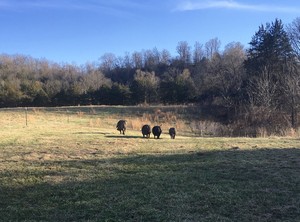 Shamba Creek Farm