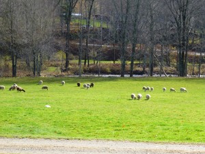 Holmestead Farm