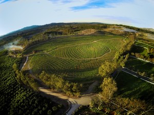 Apricot Lane Farms