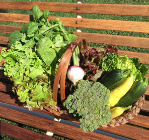 Double D Farms Organically Grown Produce and CSA