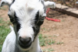 Kountry Made Farm