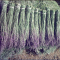 LocalHarvest