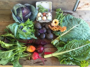 Winslow Food Forest