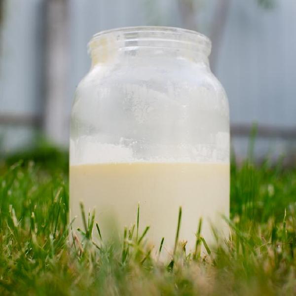 raw milk