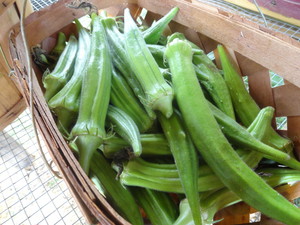 RockyCrop Farms