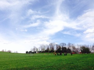 Shallow Creek Farms