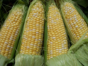 Prairie View Garden Center & Farm Market