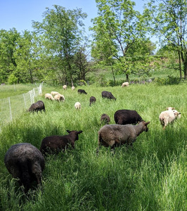 High Meadow Farm