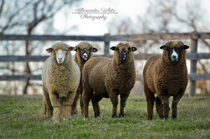 Moon on the Mountain Farm and Fiber Arts LLC