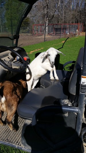 Mount Airy Pride Goat Farms LLC