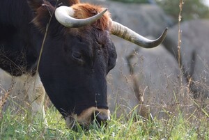 Ozark Akerz Regenerative Farm