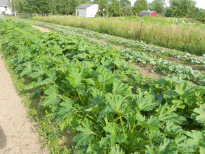 Real Veggies Farm