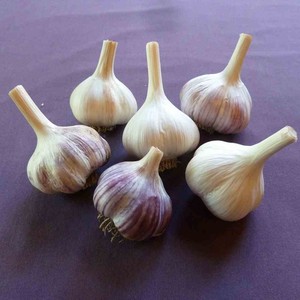 Red Gate Garlic LLC