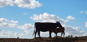 Ranney Ranch