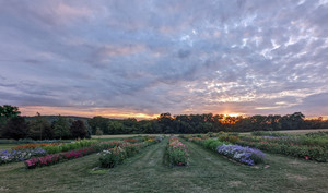 Flowers on the Hill