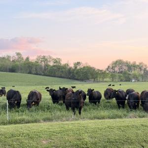 Honest Moo Cattle Co