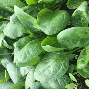 Blue Sky Vegetable Co.