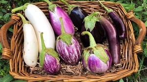 Stoney Lane Organic Farm
