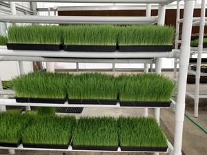 Vital Living Sprouts