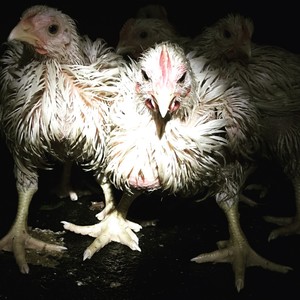 Painted Hand Farm