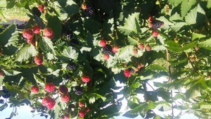Hummingbird Berry Farm