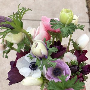 Bishop Hill Farm Flowers