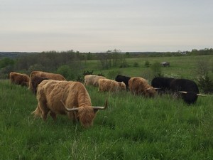 Rockin Highlands Farms