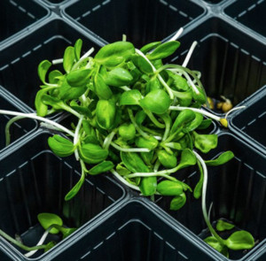 Vital Living Sprouts