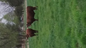 Meadow  Acres  Farm