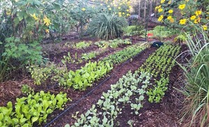 HomeGrown Greens