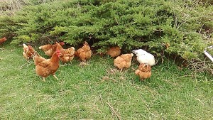 Gratz Farms