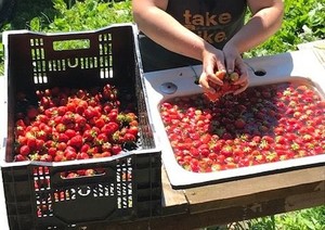 Many Hands Organic Farm