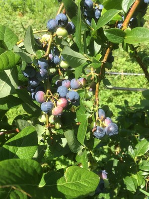 Kimball's Farm