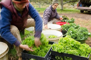 Threefold Community Farm