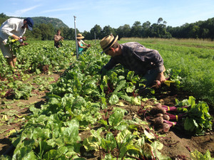 Root 5 Farm