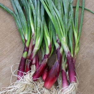 Comeback Creek Farm