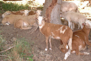 Maranatha Meadows